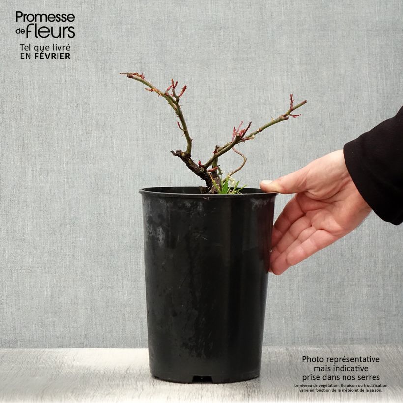 Exemplar von Rosa wichuraiana Paul Noel - Rambler-Rose Topf mit 4L/5L wie im Winter geliefert