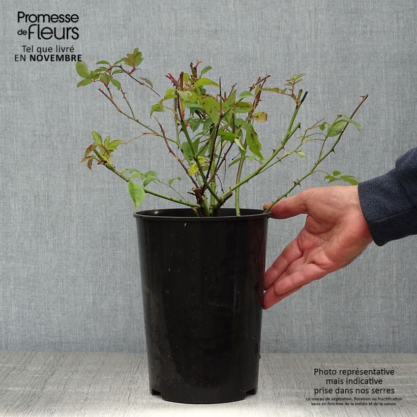 Example of Rosa moschata Paul's Himalayan Musk - Moschus Rambler-Rose Topf mit 4L/5L as you get in automne