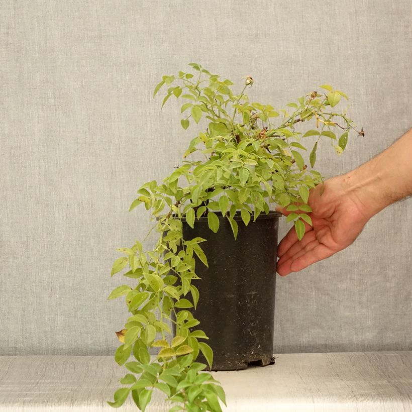 Example of Rosa wichuraiana Sander's White Rambler - Rambler-Rose Topf mit 4L/5L as you get in ete