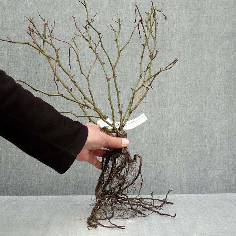 Exemplar von Rosa Meillandecor Pink Chantilly Meilevire - Zwerg-Parkrose Wurzelnackt wie im Winter geliefert