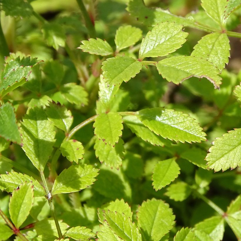 Rosa Cutie Pie - Zwerg-Parkrose (Foliage)