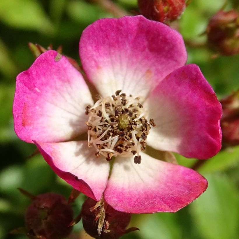 Rosa Cutie Pie - Zwerg-Parkrose (Flowering)