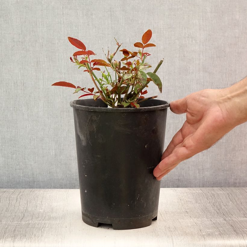 Example of Rosa polyantha Orange Morsdag - Zwerg-Parkrose Topf mit 3L/4L as you get in ete