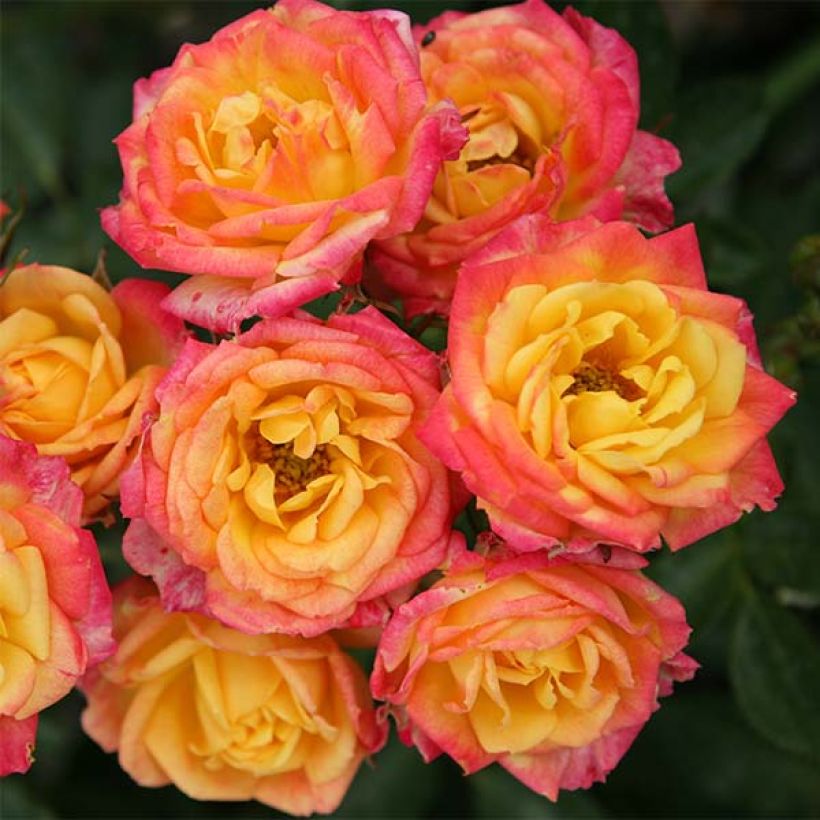 Rosa polyantha Lilliputs Little Sunset - Zwerg-Parkrose (Flowering)