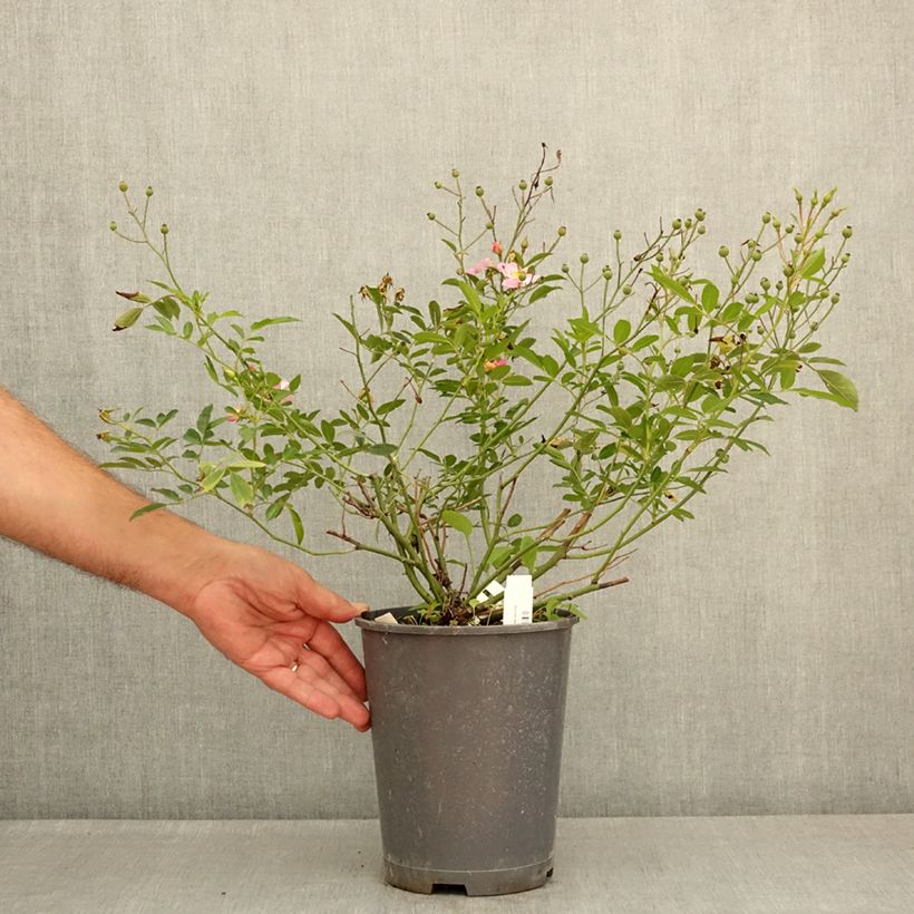 Exemplar von Rosa moschata Ma Fille Sara - Zwerg-Parkrose Topf mit 4L/5L wie im Sommer geliefert