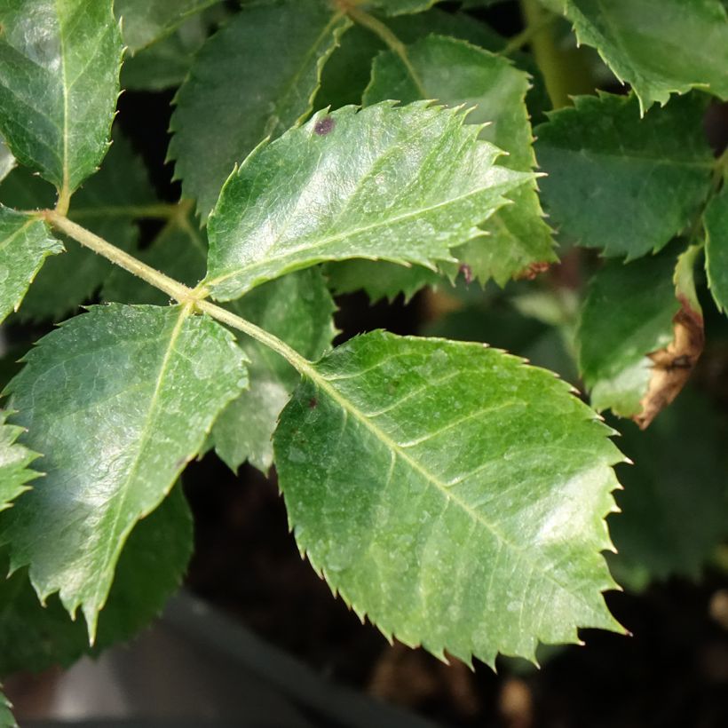 Zwerg-Rose Aria Babylon Eyes (Foliage)