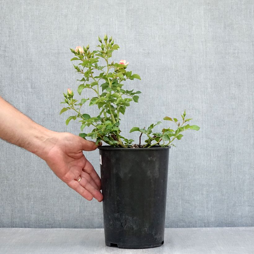 Example of Zwerg-Rose Aria Babylon Eyes Topf mit 4L/5L as you get in ete