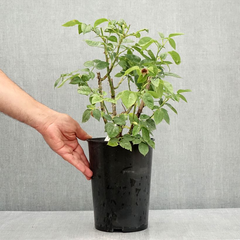 Example of Rosa polyantha Bordure d'Or 'Delbojaun' - Zwerg-Parkrose Topf mit 2L/3L as you get in ete