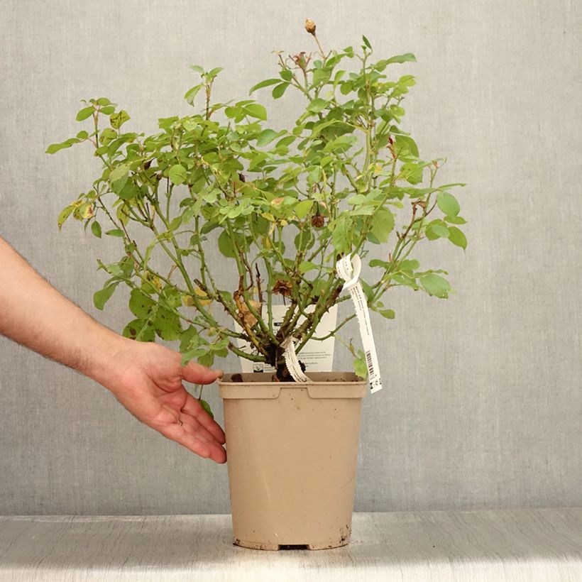 Example of Rosa polyantha Bordure Nacrée 'Delcrouf' - Zwerg-Parkrose Topf mit 4L/5L as you get in ete
