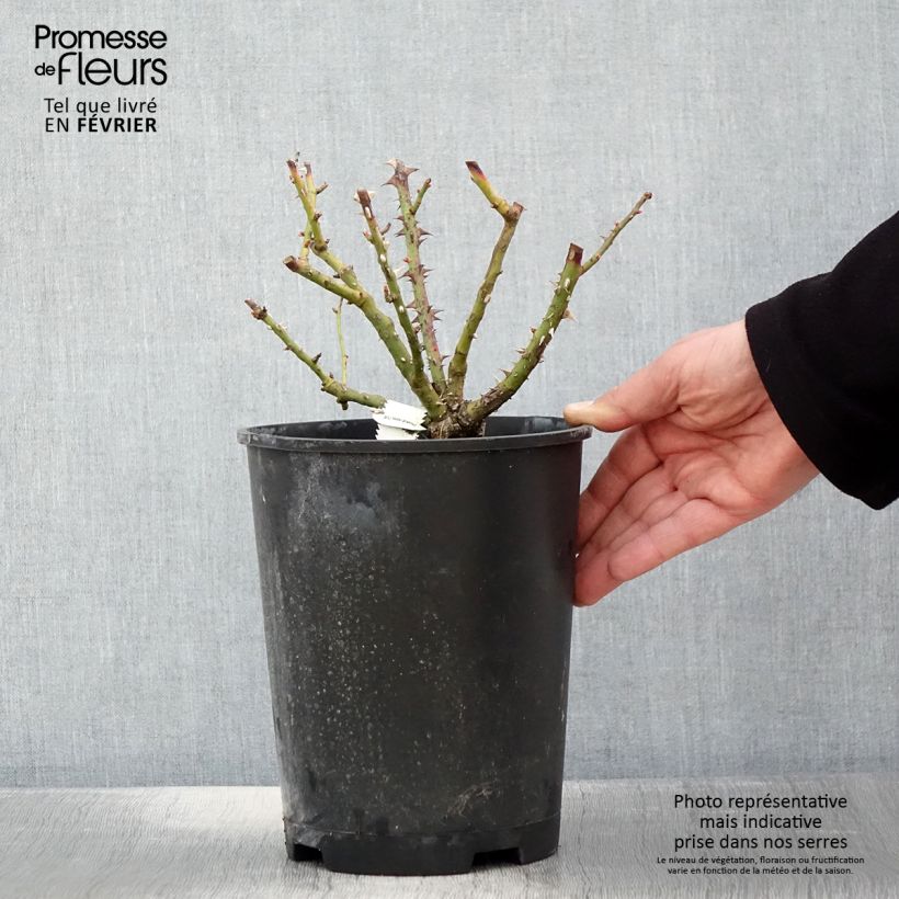 Example of Rosa polyantha Bordure Vive 'Delboviv' - Zwerg-Parkrose Topf mit 4L/5L as you get in hiver