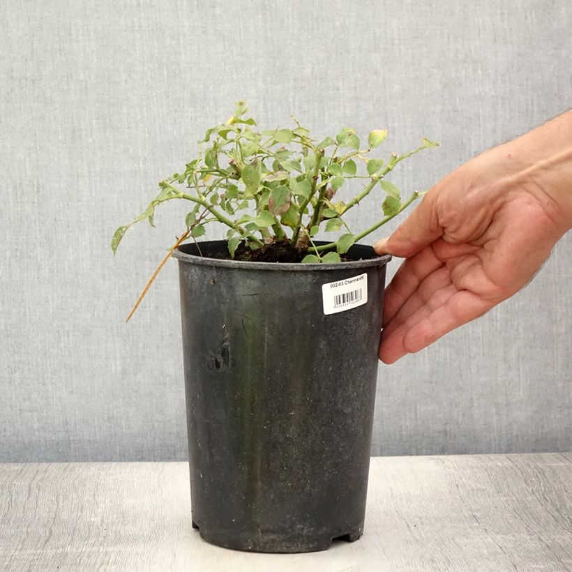 Example of Rosa polyantha Charmant Korpeligo - Zwerg-Parkrose Topf mit 2L/3L as you get in ete