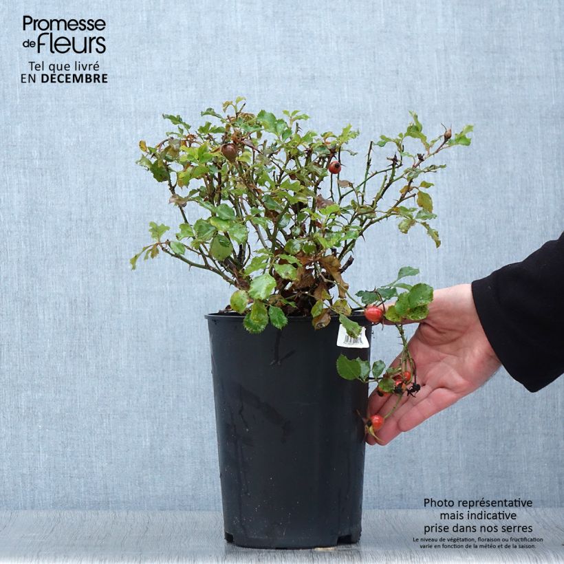 Example of Rosa persica Cream Babylon Eyes - Zwerg-Parkrose Topf mit 4L/5L as you get in automne