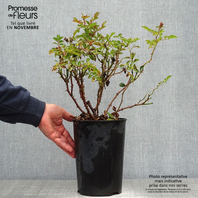 Example of Rosa persica Fancy Babylon Eyes - Zwerg-Parkrose Topf mit 4L/5L as you get in automne