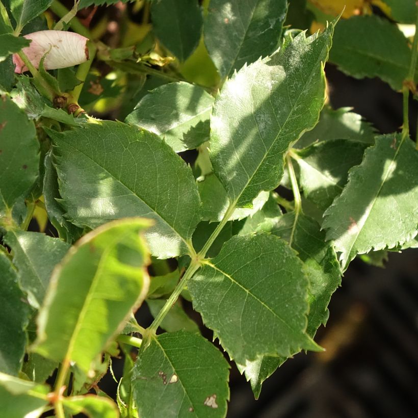 Rosa persica Fancy Babylon Eyes - Zwerg-Parkrose (Foliage)