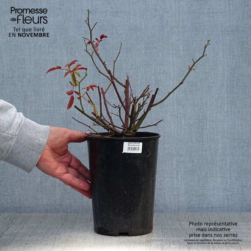 Example of Rosa polyantha Rood Moorsdag - Zwerg-Parkrose Topf mit 3L/4L as you get in automne