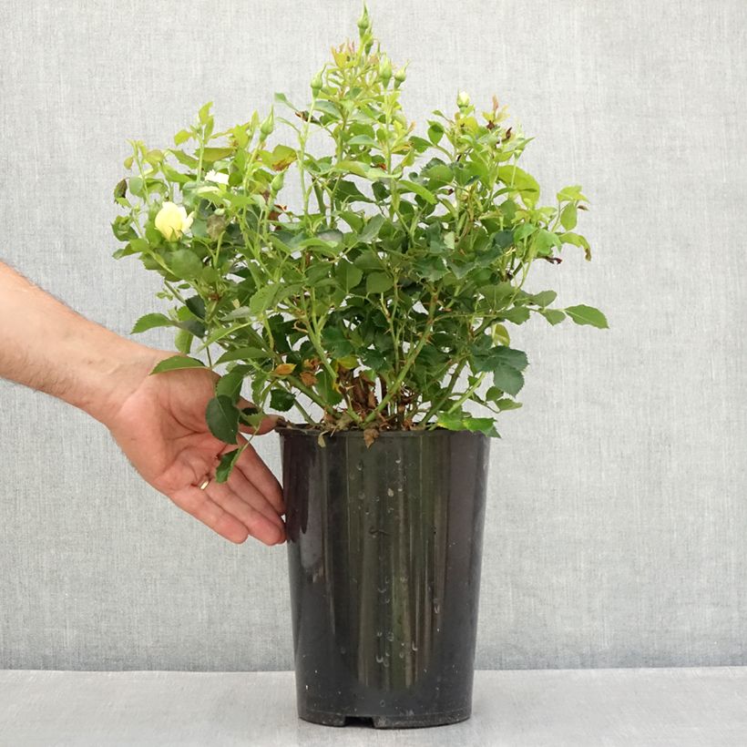 Example of Rosa persica Glorious Babylon Eyes - Zwerg-Parkrose Topf mit 4L/5L as you get in ete