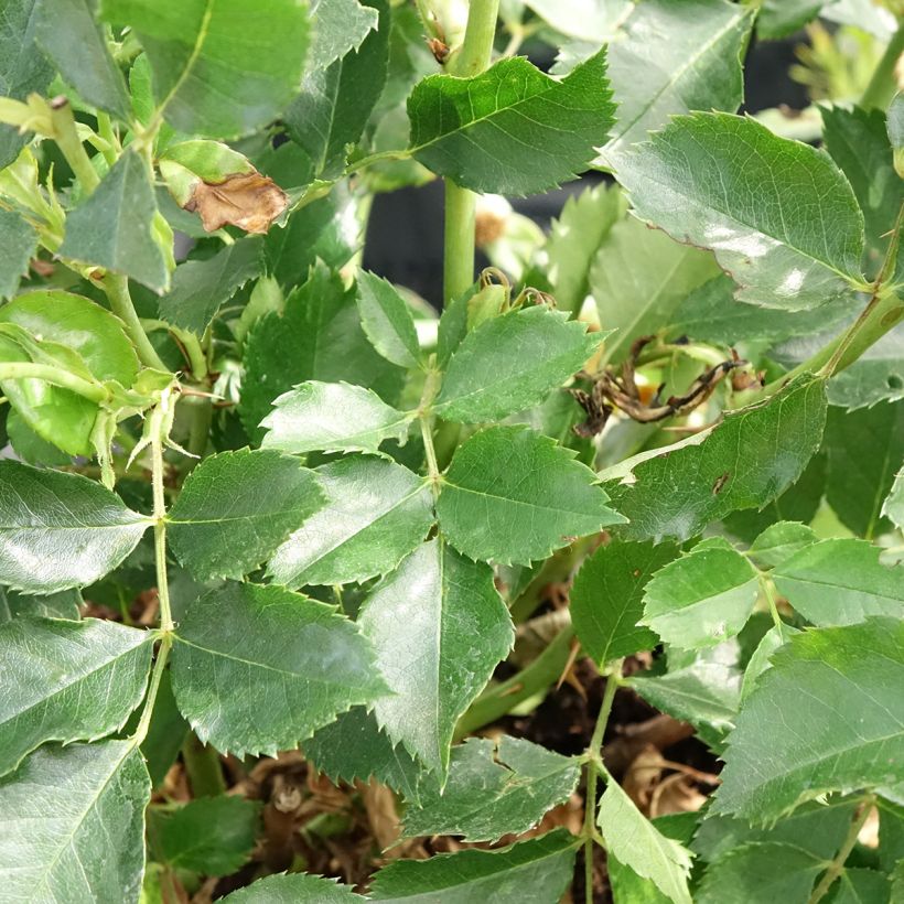 Rosa persica Glorious Babylon Eyes - Zwerg-Parkrose (Foliage)