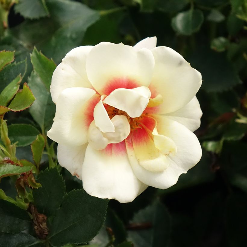 Rosa persica Glorious Babylon Eyes - Zwerg-Parkrose (Flowering)