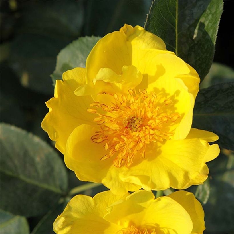 Rosa polyantha Lemon Fizz Kolorscape - Zwerg-Parkrose (Flowering)