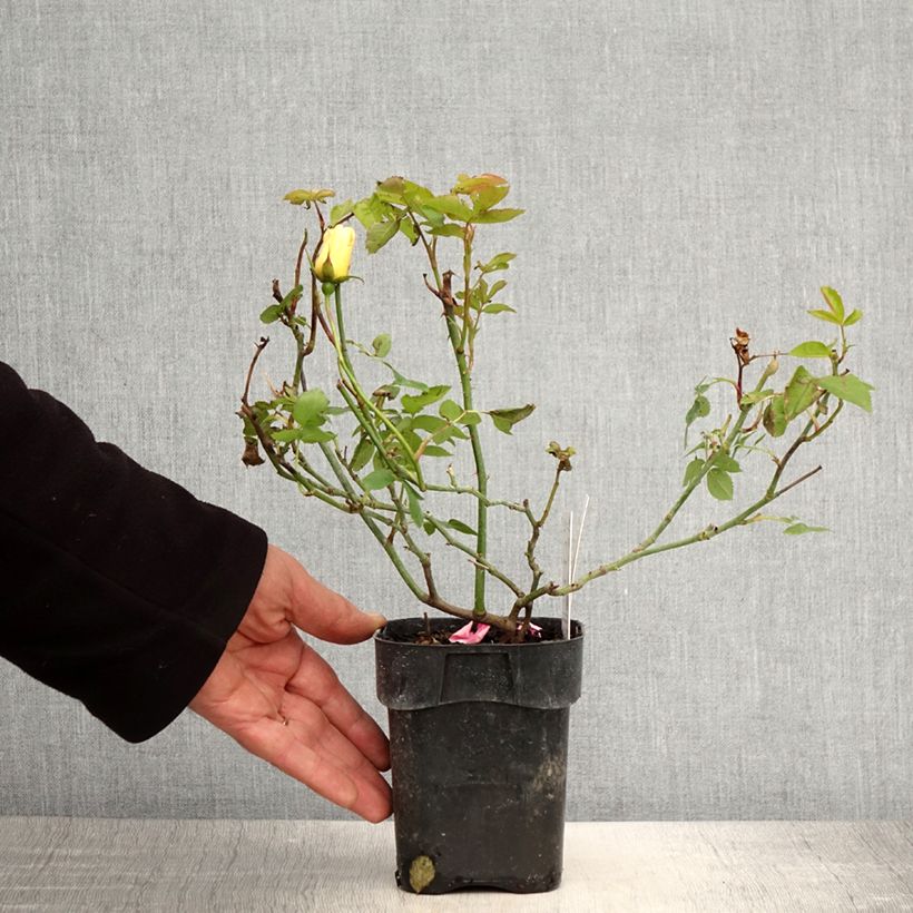 Example of Rosa polyantha Lemon Fizz Kolorscape - Zwerg-Parkrose Topf 10 cm/11cm as you get in printemps