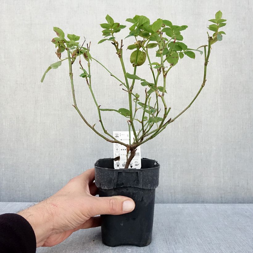 Exemplar von Rosa polyantha Lemon Fizz Kolorscape - Zwerg-Parkrose Topf 10 cm/11cm wie im Herbst geliefert