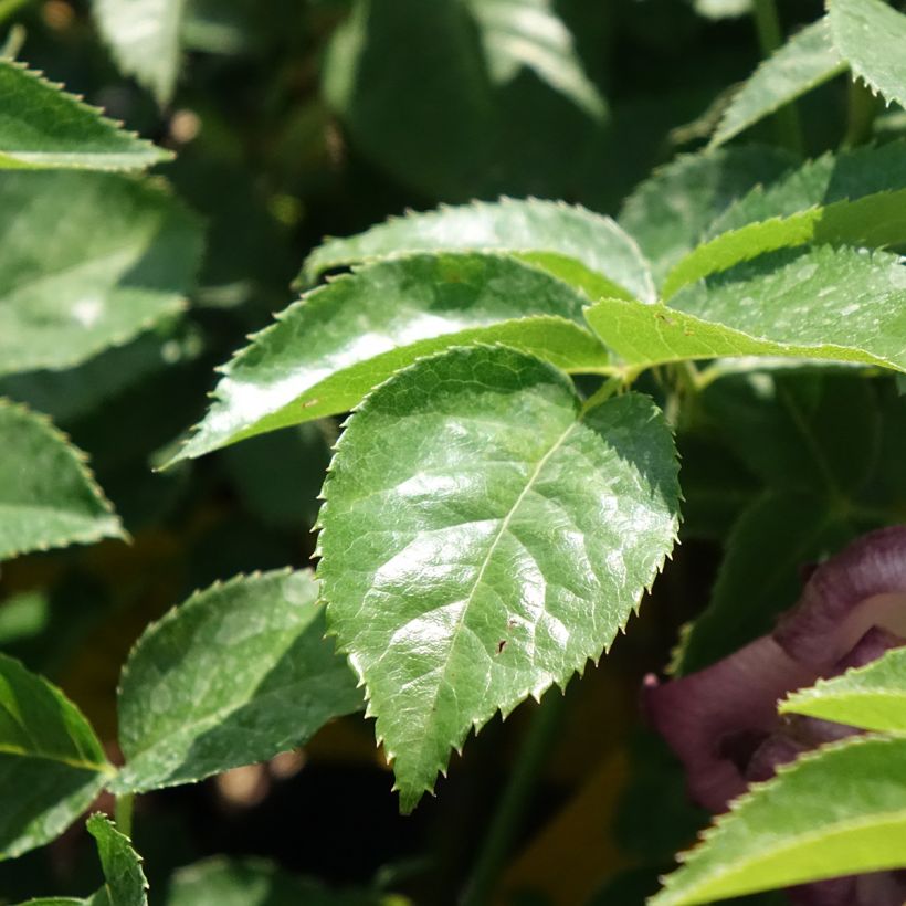 Rosa polyantha Lemon Fizz Kolorscape - Zwerg-Parkrose (Foliage)