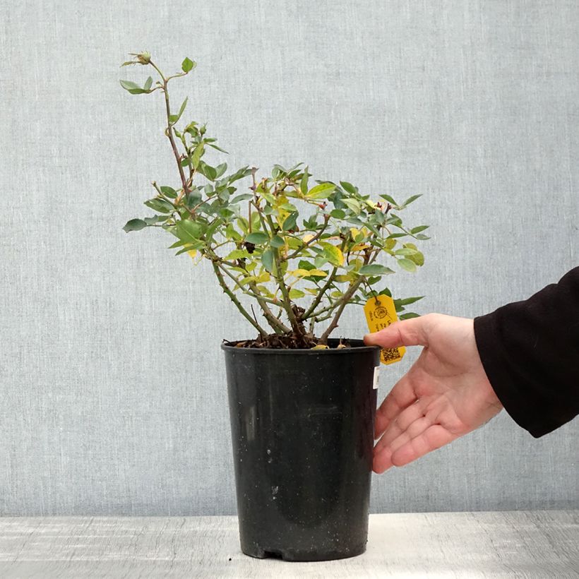 Example of Rosa polyantha Lilliputs Little Sunset - Zwerg-Parkrose Topf mit 3L/4L as you get in automne