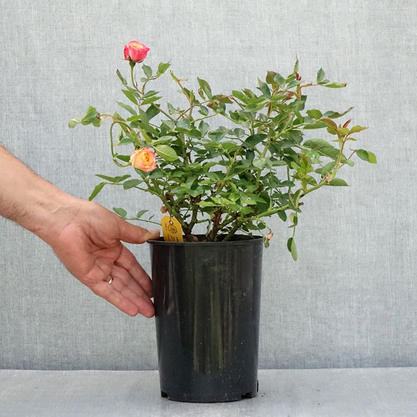 Example of Rosa polyantha Lilliputs Little Sunset - Zwerg-Parkrose Topf mit 1,5L/2L as you get in ete