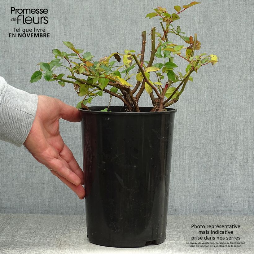 Example of Rosa persica Maestro Babylon Eyes - Zwerg-Parkrose Topf mit 4L/5L as you get in automne