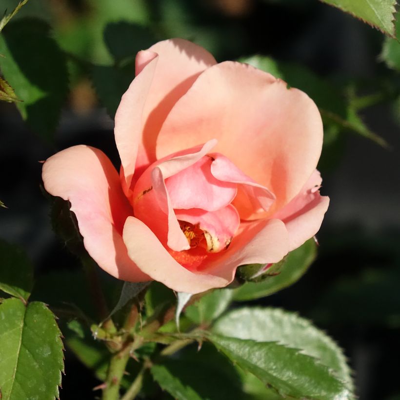 Rosa persica Maestro Babylon Eyes - Zwerg-Parkrose (Flowering)