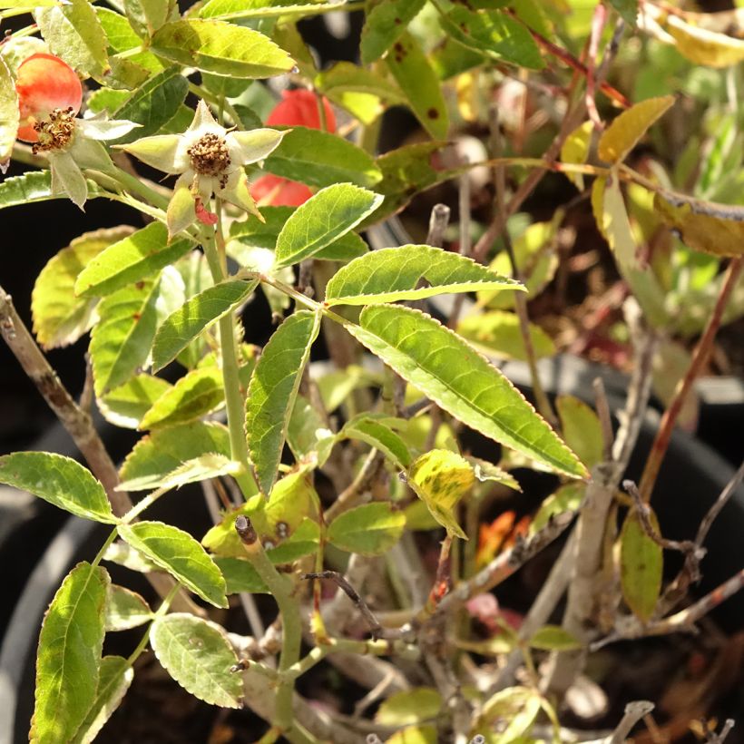 Rosa polyantha Koster Orange - Zwerg-Parkrose (Foliage)
