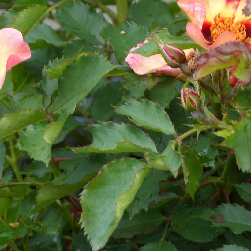 Rosa persica Pastel Babylon Eyes - Zwerg-Parkrose (Foliage)