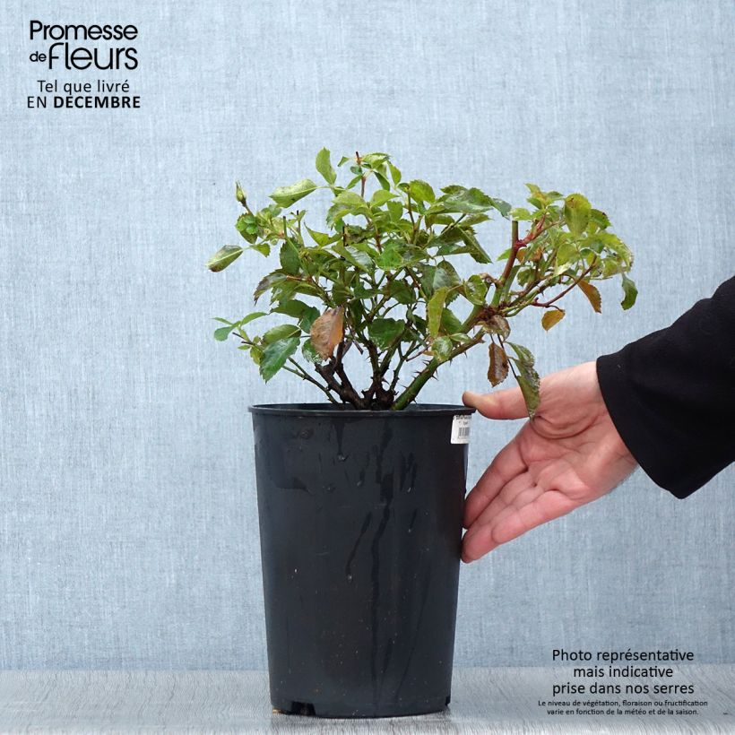 Example of Rosa persica Pastel Babylon Eyes - Zwerg-Parkrose Topf mit 4L/5L as you get in automne