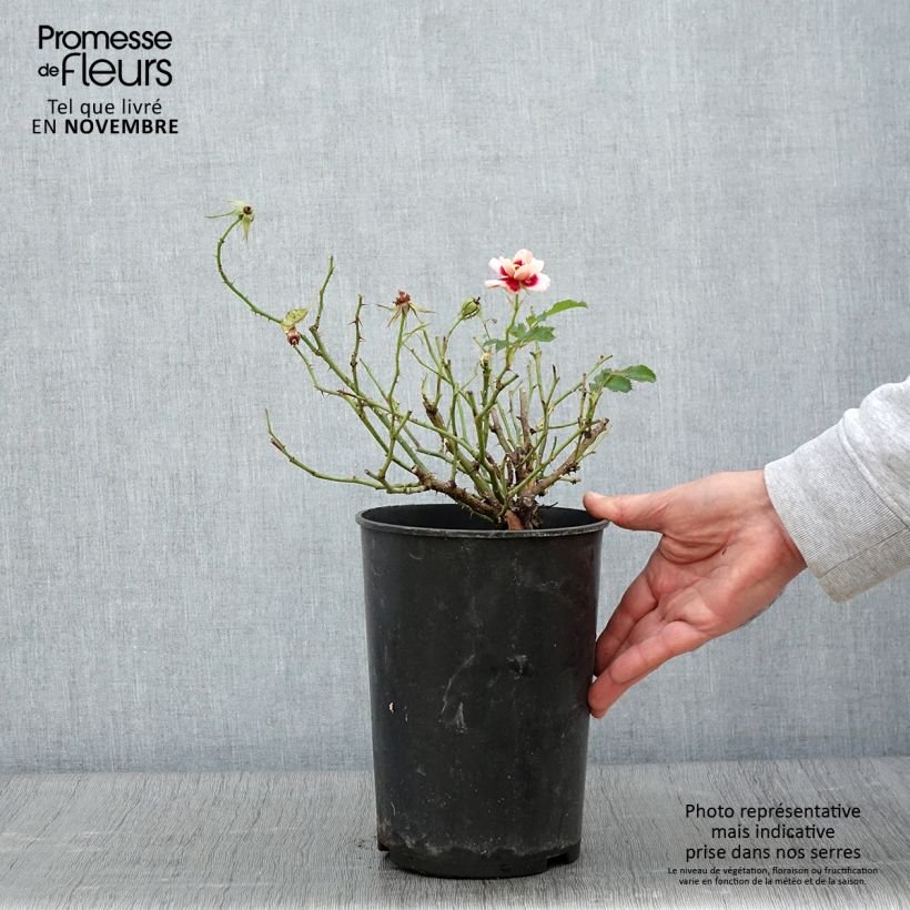 Example of Rosa persica Queen Babylon Eyes - Zwerg-Parkrose Topf mit 4L/5L as you get in automne