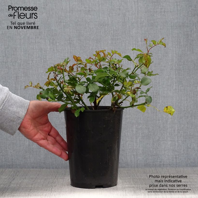 Example of Rosa polyantha Schneeküsschen - Zwerg-Parkrose Topf mit 2L/3L as you get in automne