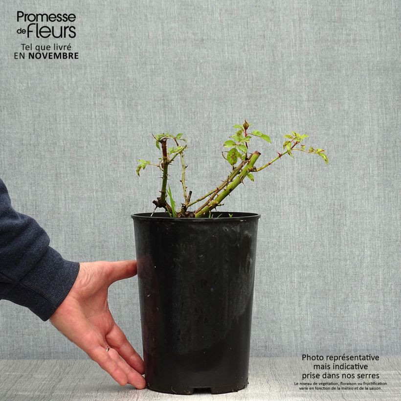 Example of Rosa persica Sunshine Babylon Eyes - Zwerg-Parkrose Topf mit 4L/5L as you get in automne