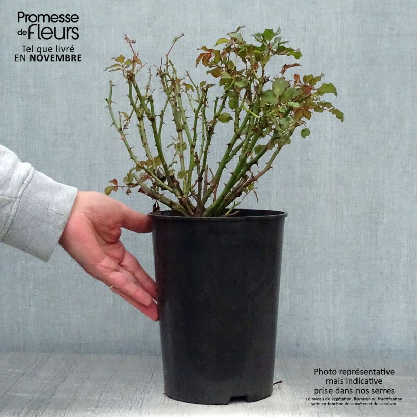 Example of Rosa persica Sweet Babylon Eyes - Zwerg-Parkrose Topf mit 4L/5L as you get in automne