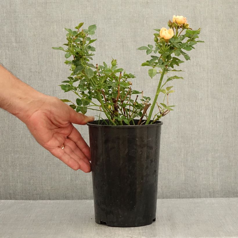 Exemplar von Rosier Sweet Dream - Zwerg-Parkrose Topf mit 3L/4L wie im Sommer geliefert