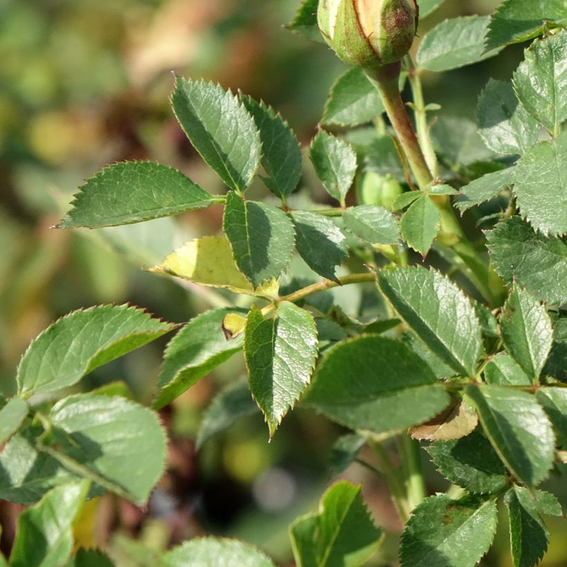 Rosier Sweet Dream - Zwerg-Parkrose (Foliage)