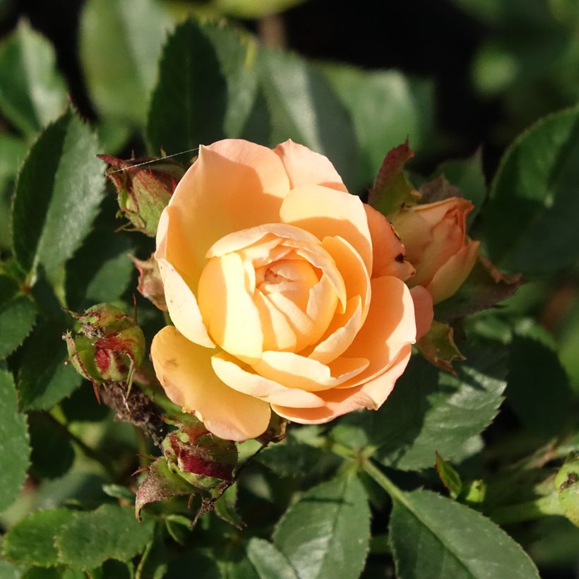 Rosier Sweet Dream - Zwerg-Parkrose (Flowering)