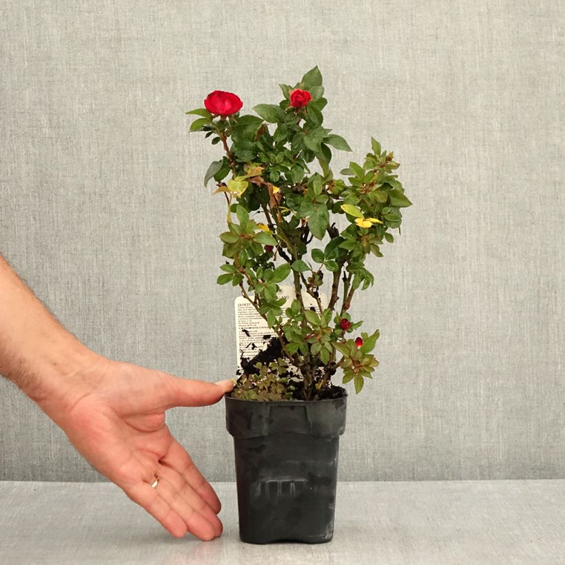 Example of Rosa polyantha Zepeti Meibenbino - Zwerg-Parkrose Topf 10 cm/11cm as you get in ete