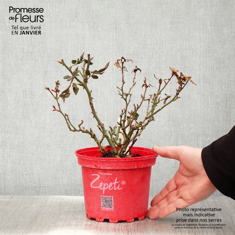 Exemplar von Rosa polyantha Zepeti Meibenbino - Zwerg-Parkrose Topf mit 3L/4L wie im Winter geliefert