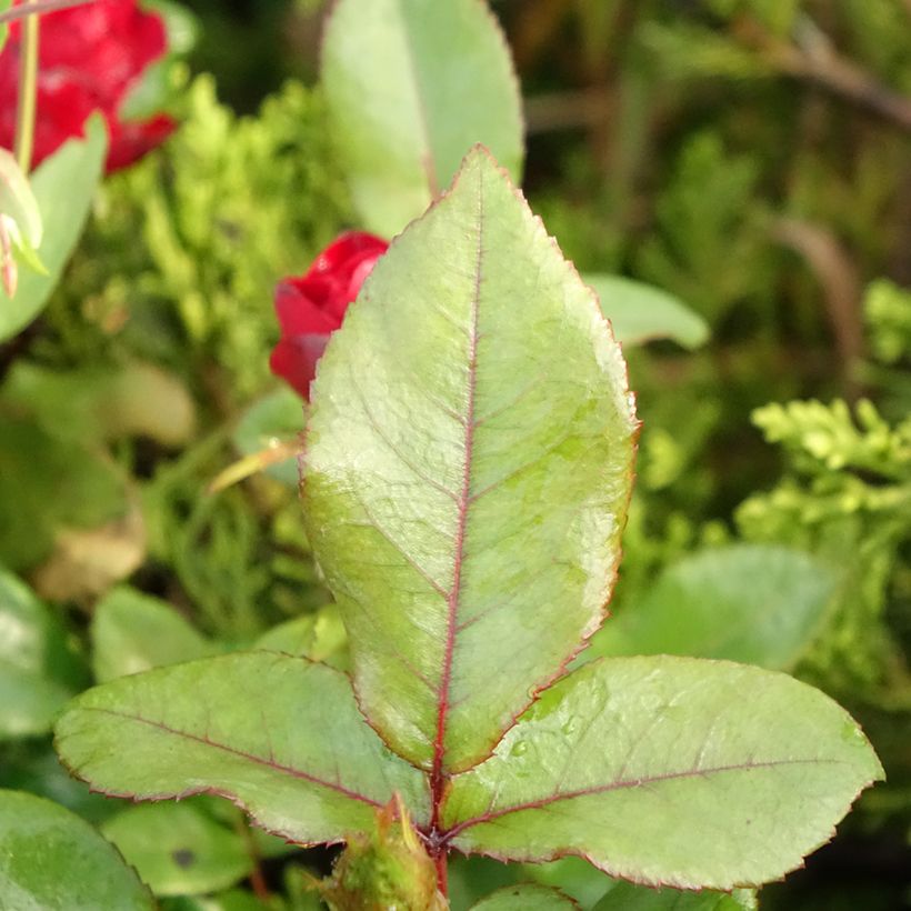 Rosa polyantha Zepeti Meibenbino - Zwerg-Parkrose (Foliage)