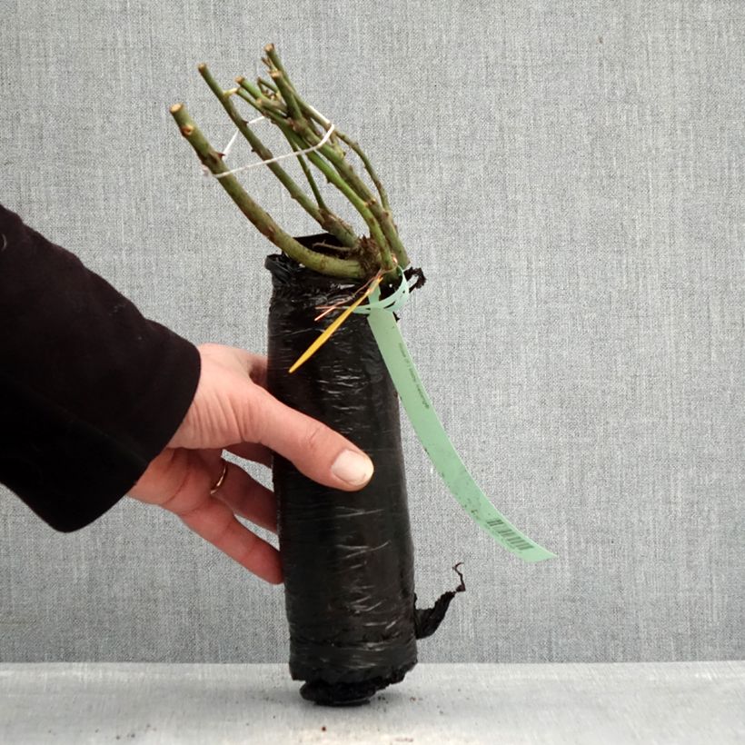 Exemplar von Rosa Nectar Garden Alexander von Humboldt - Polyantha-Rose Wurzelnackt in Beutel wie im Winter geliefert