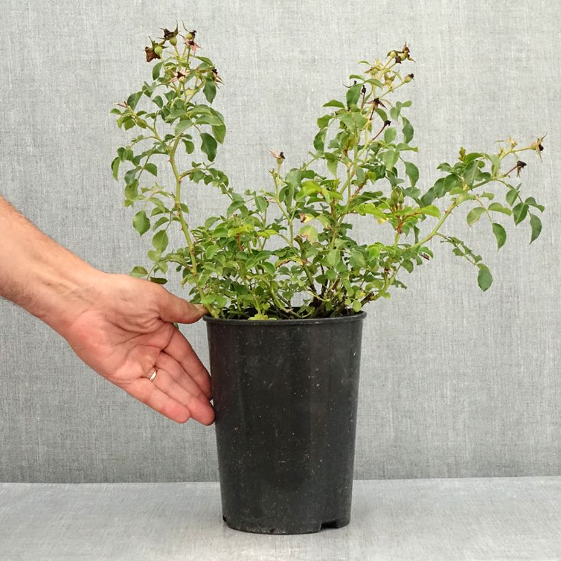 Example of Rosa Nectar Garden Lilliput Lupo - Polyantha-Rose Topf mit 3L/4L as you get in ete