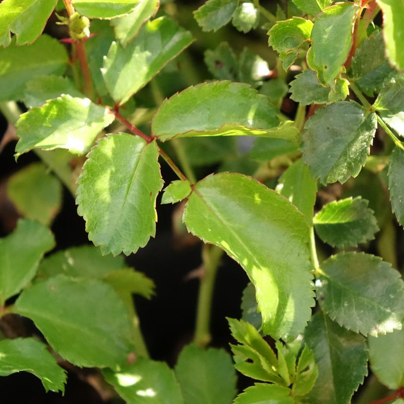 Rosa Nectar Garden Lilliput Lupo - Polyantha-Rose (Foliage)