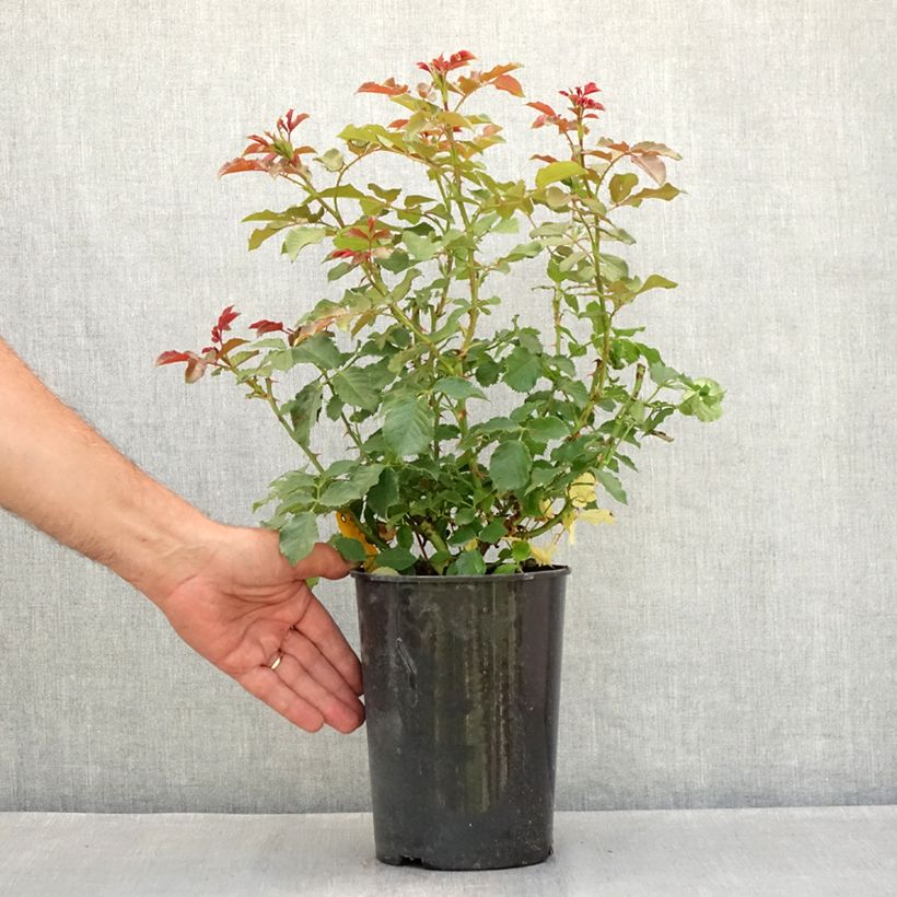 Example of Rosa PATIO ROSE Xenia Korpinka - Beetrose Topf mit 3L/4L as you get in ete