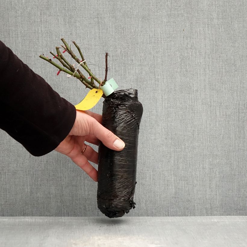 Exemplar von Rosa PATIO ROSE Xenia Korpinka - Beetrose Wurzelnackt in Beutel wie im Winter geliefert