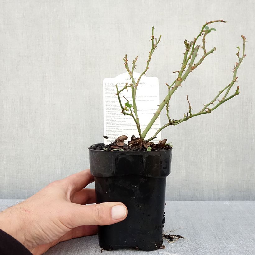 Exemplar von Rosa Les Quatre Saisons - Parkrose Topf 10 cm/11cm wie im Herbst geliefert