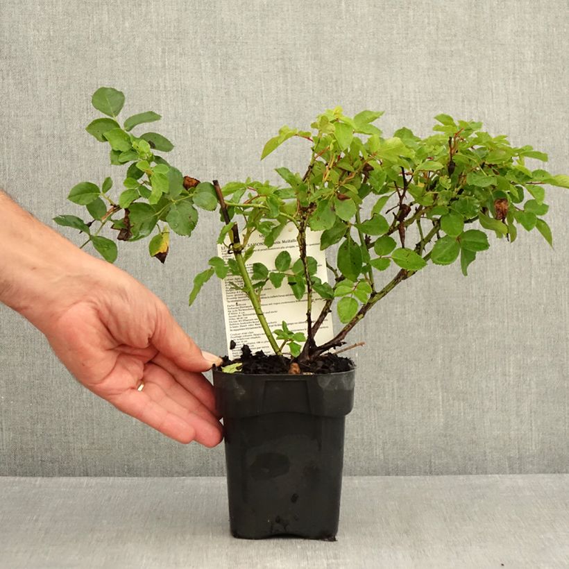 Example of Rosa Les Quatre Saisons - Parkrose Topf 10 cm/11cm as you get in ete